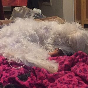 Meet your Posher, Amber